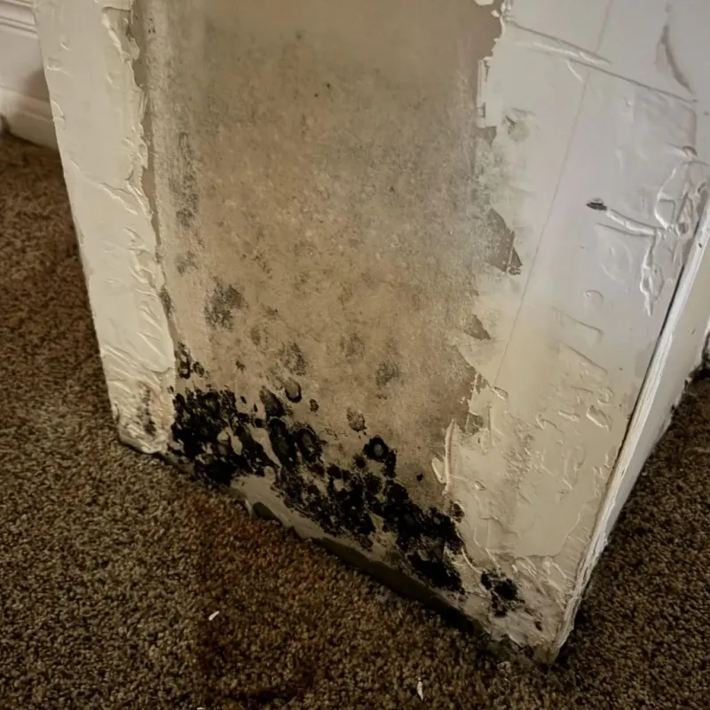 Professional Mold Removal in Lebanon, VA